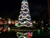 Echo Lake tree