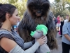 Rey and Chewbacca at Galaxy's Edge Hollywood Studios